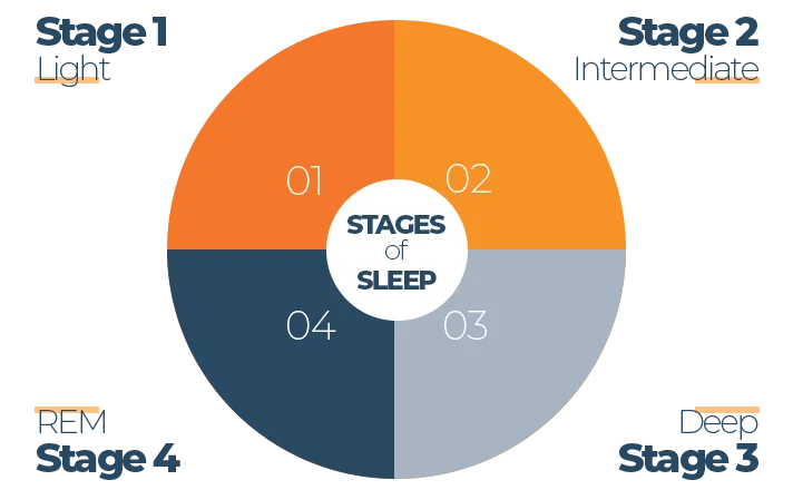 Chart of Sleep Cycle