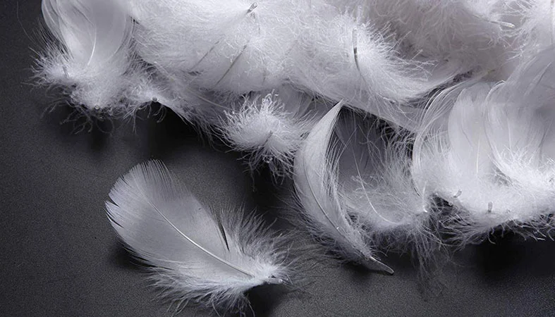 Down Pillows vs. Feather Pillows - What's the Difference? 4 photo of the feathers on the black background