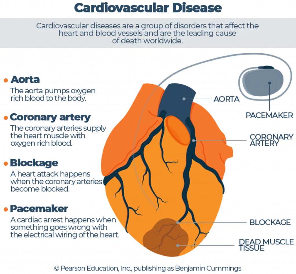 How to Improve Cardiovascular Health with Better Rest 2 Illustrated Cardiovascular Disease