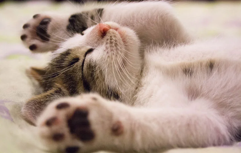 cute cat is sleeping