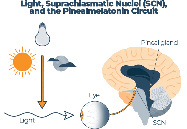 Light Suprachiasmatic Nuclei SCN and the Pinealmelatonin Circuit Infographic