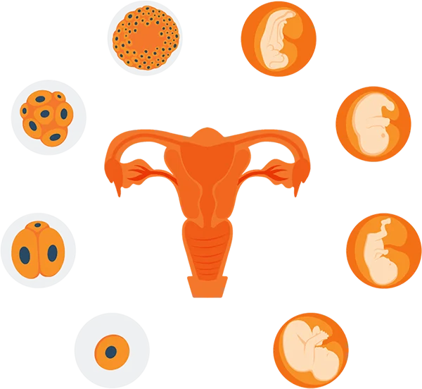Illustration of Process of Reproduction