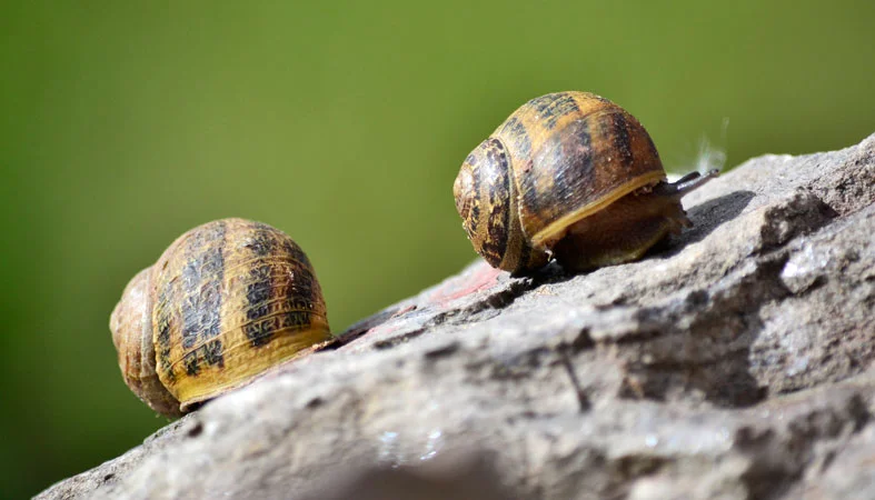 beautiful two snails on rock