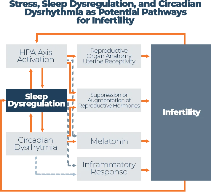 Graph Stress Sleep Dysregulation and Circadian Dysrhythmia as Potential Pathways for Infertility
