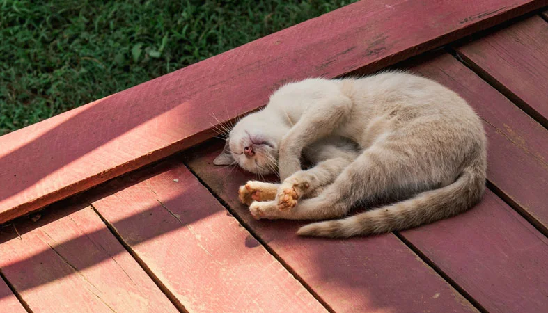 cat sleep in yard