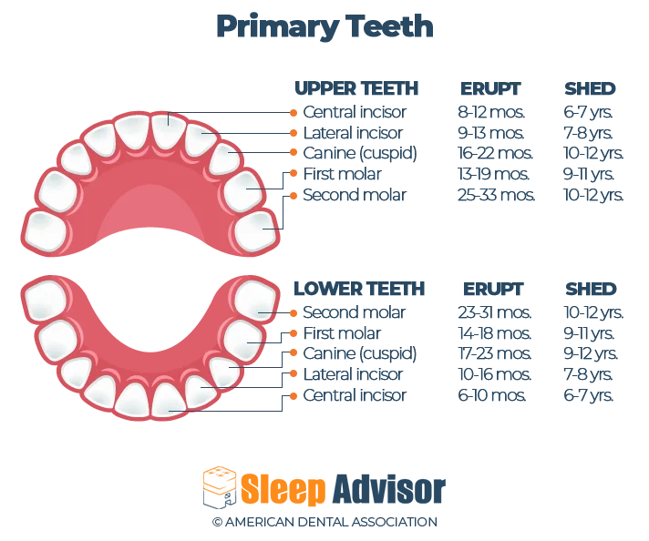 Primary Teeth Development Chart