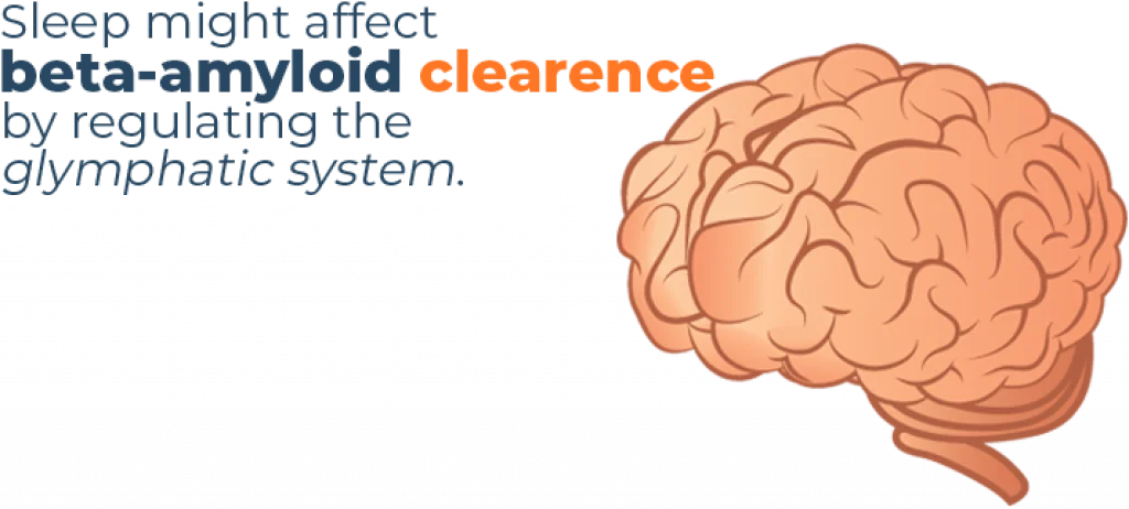 Is Sleep Linked to Alzheimer's? 4 Beta Amyloid Clearence By Sleep