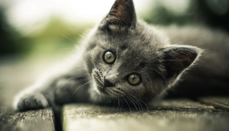 gray small cute cat