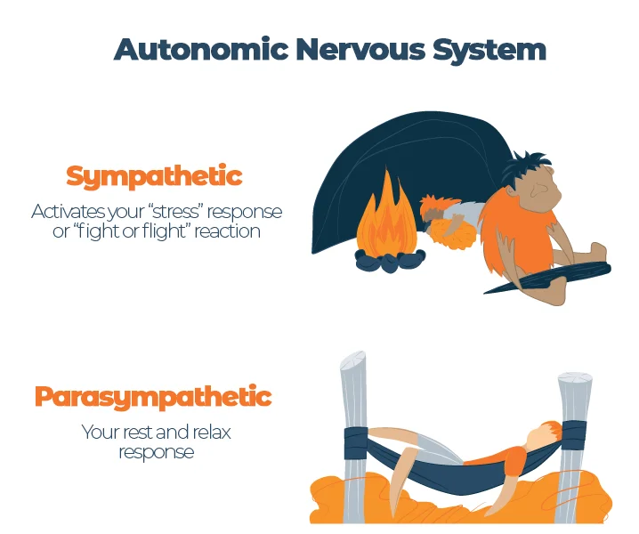 Is Stress Impacting Your Sleep? Check Out These Tips for Better Rest When You're Feeling Overwhelmed 5 Illustration of Autonomic Nervous System Response