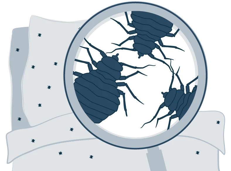 Illustration of Bed Bugs
